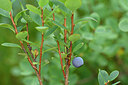 BUITEN BEELD Foto: 440442