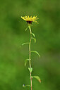 BUITEN BEELD Foto: 440449
