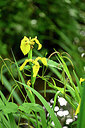 BUITEN BEELD Foto: 440455
