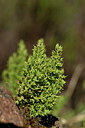 BUITEN BEELD Foto: 440460