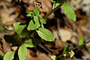 BUITEN BEELD Foto: 440484