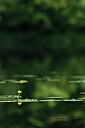 BUITEN BEELD Foto: 440492