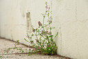 BUITEN BEELD Foto: 440494