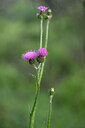 BUITEN BEELD Foto: 440512