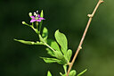 BUITEN BEELD Foto: 440525