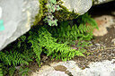 BUITEN BEELD Foto: 440529