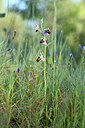 BUITEN BEELD Foto: 440536