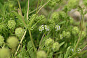 BUITEN BEELD Foto: 440538