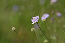 BUITEN BEELD Foto: 440539