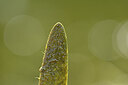 BUITEN BEELD Foto: 440546