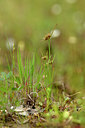 BUITEN BEELD Foto: 440576
