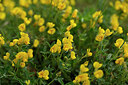 BUITEN BEELD Foto: 440577