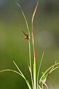 BUITEN BEELD Foto: 440580