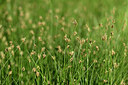 BUITEN BEELD Foto: 440600