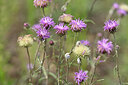 BUITEN BEELD Foto: 440605