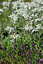 BUITEN BEELD Foto: 440621