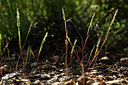 BUITEN BEELD Foto: 440624