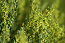 BUITEN BEELD Foto: 440627