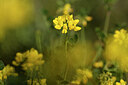 BUITEN BEELD Foto: 440638