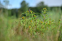 BUITEN BEELD Foto: 440648