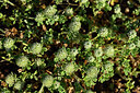 BUITEN BEELD Foto: 440651