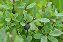 BUITEN BEELD Foto: 440658