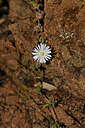 BUITEN BEELD Foto: 440662