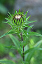 BUITEN BEELD Foto: 440687