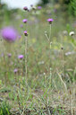 BUITEN BEELD Foto: 440688