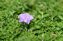 BUITEN BEELD Foto: 440734