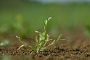 BUITEN BEELD Foto: 440746