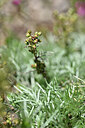 BUITEN BEELD Foto: 440751