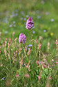 BUITEN BEELD Foto: 440761