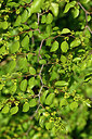 BUITEN BEELD Foto: 440782