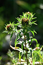 BUITEN BEELD Foto: 440788