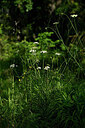 BUITEN BEELD Foto: 440810