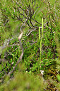 BUITEN BEELD Foto: 440822