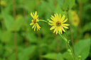 BUITEN BEELD Foto: 440824