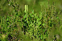 BUITEN BEELD Foto: 440827