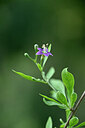 BUITEN BEELD Foto: 440832