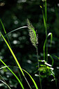 BUITEN BEELD Foto: 440835
