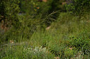 BUITEN BEELD Foto: 440837