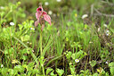 BUITEN BEELD Foto: 440841