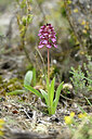 BUITEN BEELD Foto: 440842