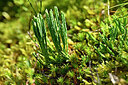 BUITEN BEELD Foto: 440846