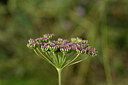 BUITEN BEELD Foto: 440855