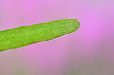 BUITEN BEELD Foto: 440856
