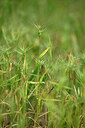 BUITEN BEELD Foto: 440858