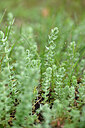 BUITEN BEELD Foto: 440859