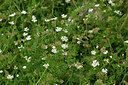 BUITEN BEELD Foto: 440863